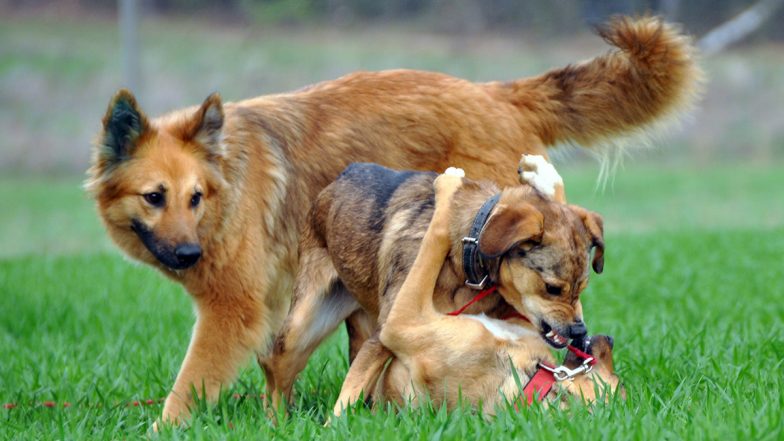 Dog Attack Menace: Noida Authority Imposes Rs 10000 Fine for Pet Attacks