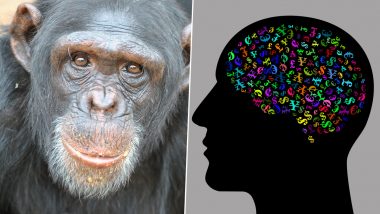 Connection Pattern of Language Areas in Human Brain is Very Much Like Chimpanzee's Brain, Says Study