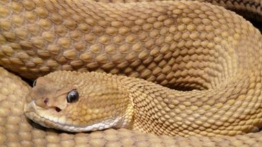 Uttar Pradesh Shocker: Snakebite Victim's Brother Visits Village for Funeral in Bhawanipur Village, Gets Bitten by Another Snake