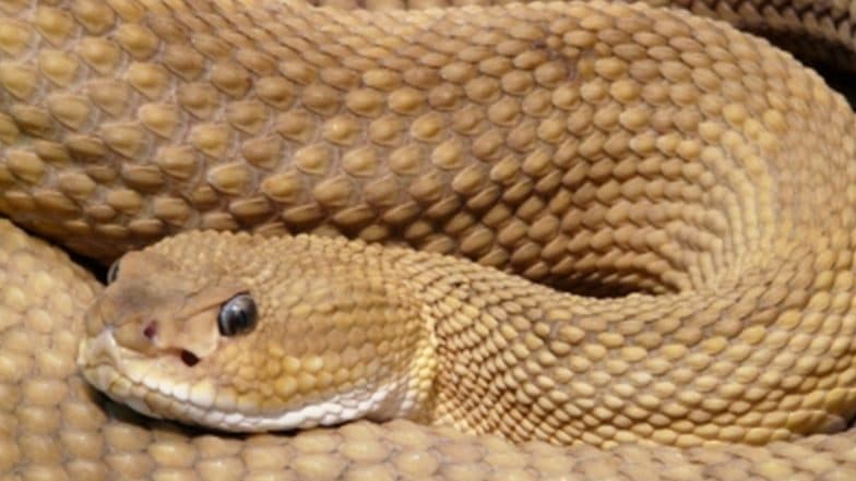 'Snake Man' Moti Ram Dies After Being Bitten by Cobra in Uttar Pradesh