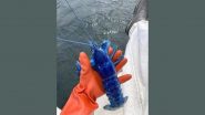 Blue Lobster Caught Off The Coast in Portland! Viral Photo of the 'One in Two Million' Ocean Creature Will Blow Your Mind! 