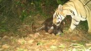 India News | Andhra Pradesh: Forest Officials Launch 'Operation Cage' to Catch Tiger on Prowl