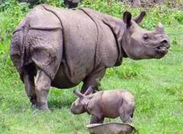 Assam: Two Injured After Being Attacked by Rhino in Kaziranga National Park