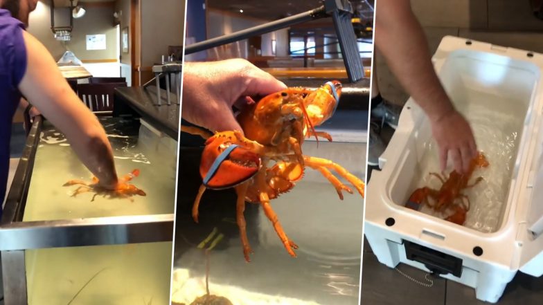 Rare Orange Lobster Gets Saved from Turning into Seafood in Florida After Restaurant Staff Recognize The Crustacean's Unusual Colour; Watch Viral Video 