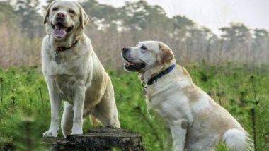 Lifestyle News | Researchers Discover Dogs' Sense of Smell Connects to Vision