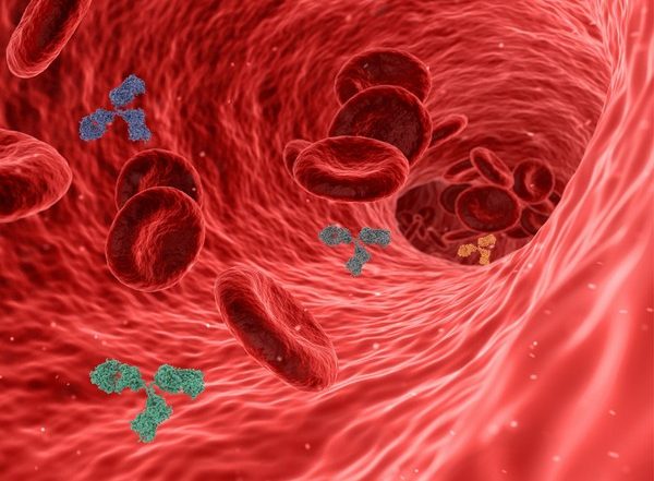 Science News | Researchers Explore How Blood Vessels Remember a Stroke