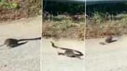 Mom&rsquo;s Love at Best! Rat Rescues Her Baby From Snake, Teaches It Lesson (Watch Video)