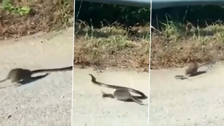 Mom’s Love at Best! Rat Rescues Her Baby From Snake, Teaches It Lesson (Watch Video)