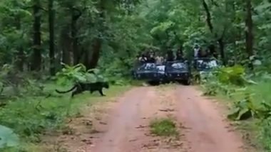 Rare Black Panther Caught on Camera Crossing Road at Madhya Pradesh's Pench Tiger Reserve; Watch Viral Video 