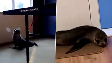 Seal-Lounge? Young Fur Seal Breaks Into House Through Cat Flap, Harasses the Cat and Enjoys Some Time on Couch! Watch Viral Video