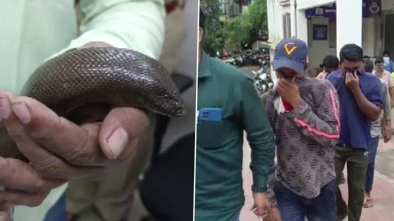 Sand Boa Snake Smuggling Racket Busted in Maharashtra, 5 Held; Snake Worth Rs 70 Lakh Recovered From Thane