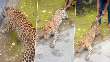WATCH: Man Pulls Leopard By its Tail and Leg in Viral Video; Disturbing Visual Enrages Netizens!