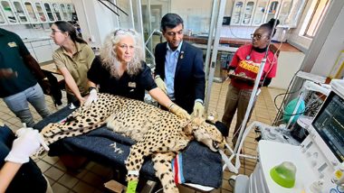 African Cheetahs Get Health Checkups As Madhya Pradesh’s Kuno National Park Awaits Their Arrival