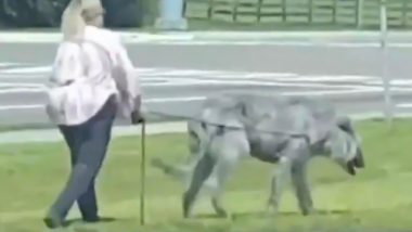 WATCH: Bizarre Video of Woman Walking a Giant Animal Goes Viral As Netizens Wonder Whether It’s a Dog or a Wolf!