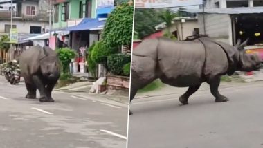 Video of Rhinoceros Racing Down a Street in Urban Area Goes Viral; Clip Sparks Chatter Among Netizens