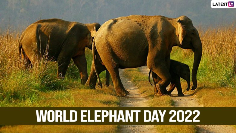 World Elephant Day 2022 Wishes & Messages: Netizens Observe Elephant  Conservation Day With HD Images and Thoughtful Quotes