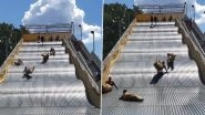 Giant Slide Shut Down in US Right After Its Reopening Due to Crazy Bumpy Ride, Watch Scary Viral Video