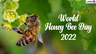 World Honey Bee Day 2022 Funny Memes & Puns: Messages To Keep Your Minds BUZZing on This Special Bee Day!