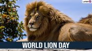 World Lion Day 2022: Five Endangered Species of Lions That Need Saving Before They Go Extinct