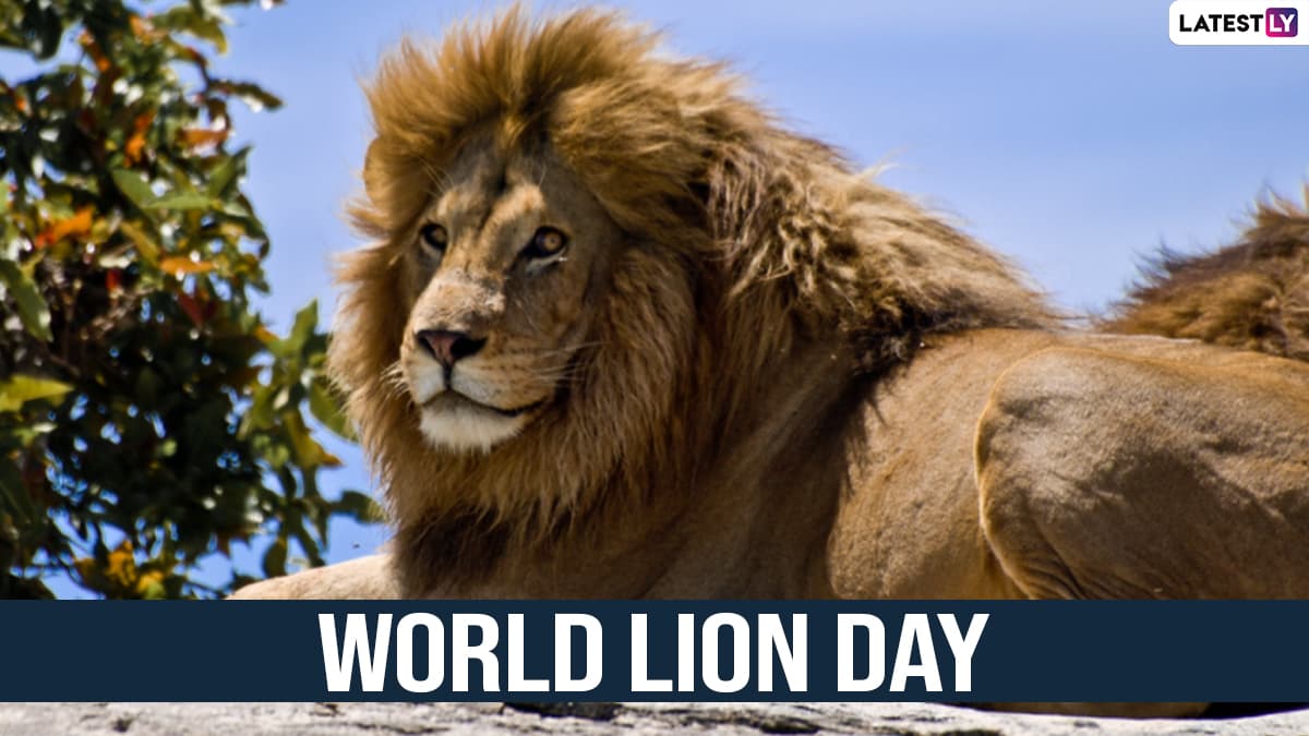 World Lion Day 2022 Images & Lion Quotes, HD Wallpapers for Free