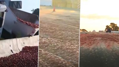 Tomato Truck Crash Causes Mess on US Motorway; 7 Cars Crash Reported After Over 150,000 Tomatoes Spill on Busy Road (Watch Video)