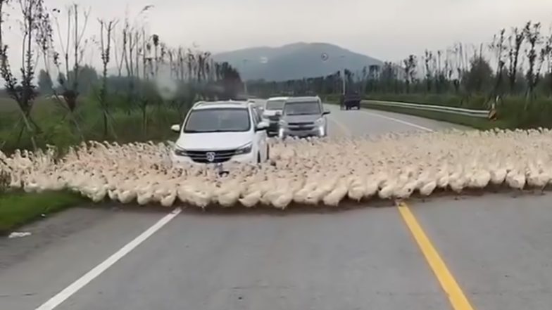 Watch: Hundreds of Ducks Surround Car, Stop Traffic On the Stretch of Road in Viral Video!