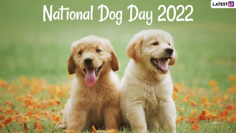 National Dog Day 2022: Cute and Funny Doggo Compilation Videos To ...