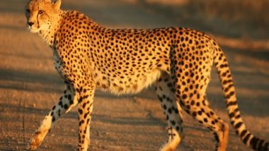 World News | Centre Undertakes Project Cheetah to Re-establish Endangered Species in Its Historical Range in India