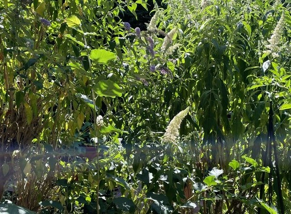 India News | Green Cover Increased by 31.6 Pc in Telangana, Says Minister Harish Rao