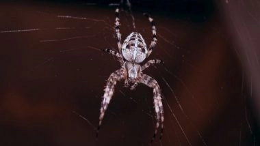 Science News | Male Spiders Counter Female Cannibalism by Increasing Sperm Transfer