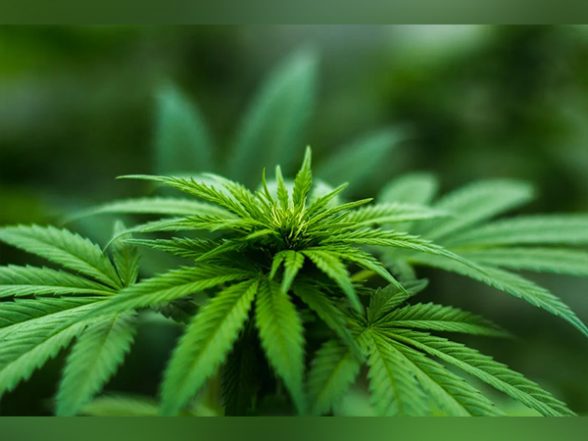 Health News | Study Finds Cannabis Prescribed for Pain Linked with Risk of Heart Disorders - Vimarsana News