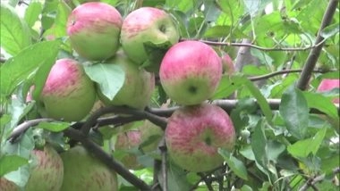 India News | J-K: Apple Farmers in Rajouri Reap Fruits of Labour