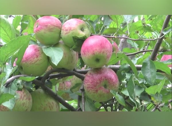 India News | J-K: Apple Farmers in Rajouri Reap Fruits of Labour