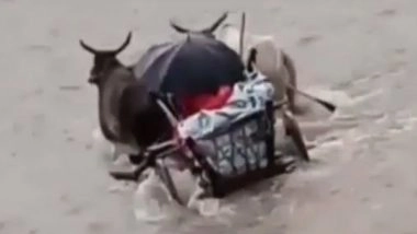 India News | MP: Man Crosses River on Bullock Cart to Take Ailing Wife to Hospital