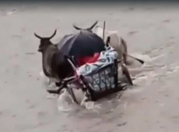India News | MP: Man Crosses River on Bullock Cart to Take Ailing Wife to Hospital