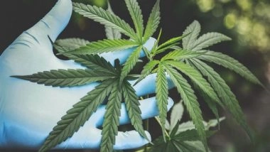 Lifestyle News | Study Reveals People Who Use Cannabis Are More Prone to Consume Nicotine Products