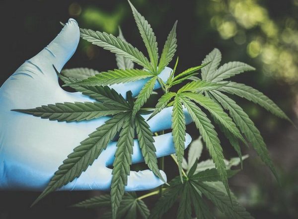 Lifestyle News | Study Reveals People Who Use Cannabis Are More Prone to Consume Nicotine Products