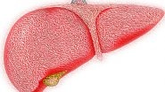 Science News | Research Identifies New Role of Immune Cells in Liver Regeneration