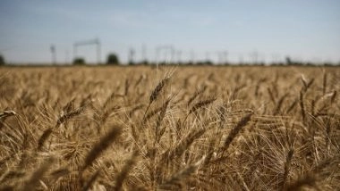 World News |  Black Sea Initiative Joint Coordination Center Announces New Route to Export Grain