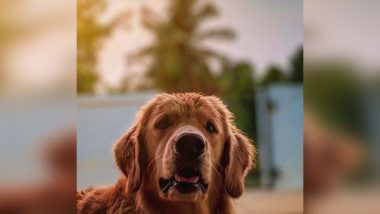 Dogs Cry When They Reunite With Owners, Reveal Researchers