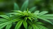 Health News | Cannabis Users Are More Prone to Nicotine Consumption: Research
