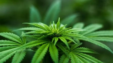 Health News | Cannabis Users Are More Prone to Nicotine Consumption: Research