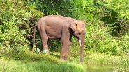 Wild Elephant With Mouth Injury Dies Near Tamil Nadu-Kerala Border