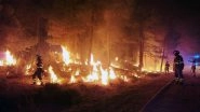 Berlin: Fire Spreads in Grunewald Forest After Explosion at Police Blasting Site