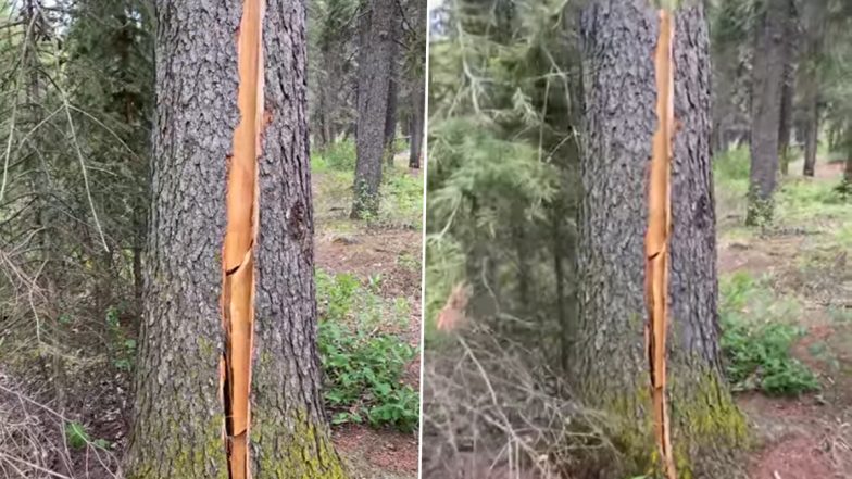 Viral Video of 'Breathing Tree' in Canada's Forest Will Make Your Hearts Skip a Beat!