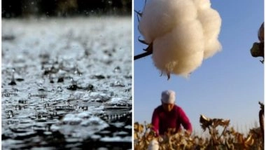 World News | Floods in Sindh Destroy Cotton Crops, Leave Farmers Devastated