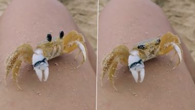 Crab Cleaning Eyes Video Goes Viral! Watch Little Atlantic Ghost Crab Wipe Sand From Eyes As Old Clip Catches Netizens’ Attention Again