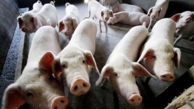 African Swine Fever Confirmed in Samples Sent from Punjab's Patiala; Govt Takes Precautionary Steps