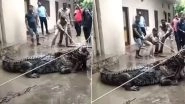 Giant Crocodile Sweeps Into Residential Areas of UP&rsquo;s Prayagraj During Rains; Watch Viral Video