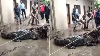 Giant Crocodile Sweeps Into Residential Areas of UP’s Prayagraj During Rains; Watch Viral Video